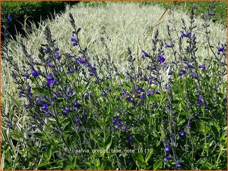 Salvia greggii &#039;Blue Note&#039; | Salie, Salvia | Herbst-Strauch-Salbei