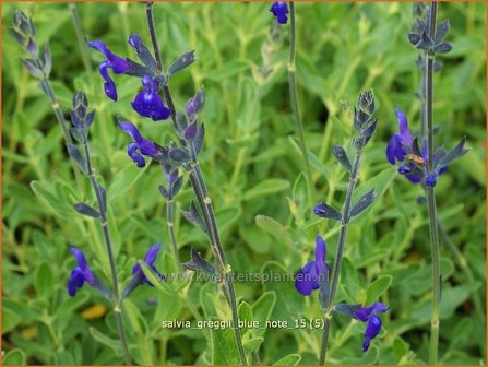 Salvia greggii &#039;Blue Note&#039; | Salie, Salvia