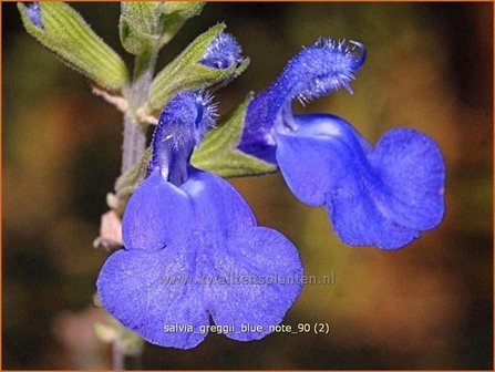 Salvia greggii &#039;Blue Note&#039; | Salie, Salvia