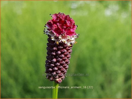 Sanguisorba officinalis &#039;Arnhem&#039; | Pimpernel, Sorbenkruid | Gro&szlig;er Wiesenknopf