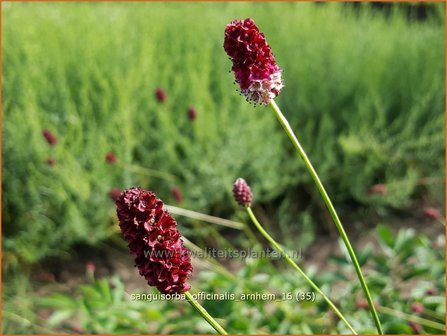 Sanguisorba officinalis &#039;Arnhem&#039; | Pimpernel, Sorbenkruid | Gro&szlig;er Wiesenknopf