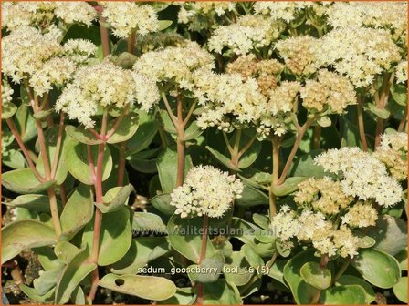 Sedum &#039;Gooseberry Fool&#039; | Hemelsleutel, Vetkruid | Fettblatt