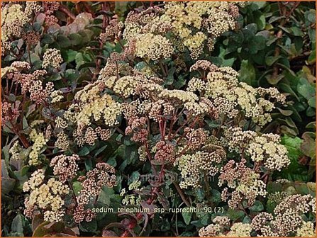 Sedum telephium ssp. ruprechtii | Hemelsleutel, Vetkruid | Grosse Fetthenne