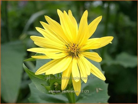 Silphium perfoliatum | Zonnekroon | Verwachsenbl&auml;ttrige Becherpflanze