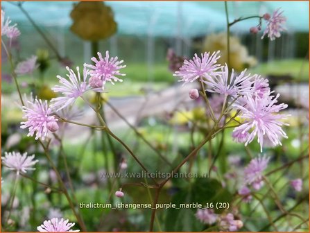 Thalictrum ichangense &#039;Purple Marble&#039; | Ruit | Elfenblumen&auml;hnliche-Wiesenraute