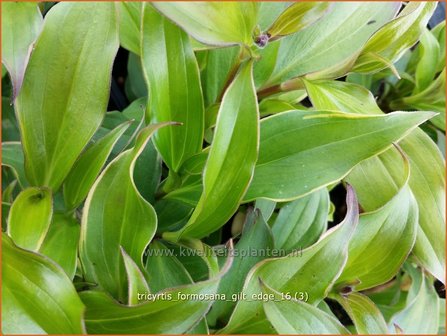 Tricyrtis formosana &#039;Gilt Edge&#039; | Armeluisorchidee, Paddenlelie | Formosa-Kr&ouml;tenlilie