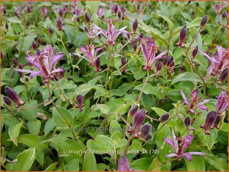 Tricyrtis formosana &#039;Gilt Edge&#039; | Armeluisorchidee, Paddenlelie | Formosa-Kr&ouml;tenlilie