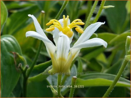 Tricyrtis hirta &#039;Alba&#039; | Armeluisorchidee, Paddenlelie | Borstige Kr&ouml;tenlilie