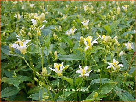 Tricyrtis hirta &#039;Alba&#039; | Armeluisorchidee, Paddenlelie | Borstige Kr&ouml;tenlilie