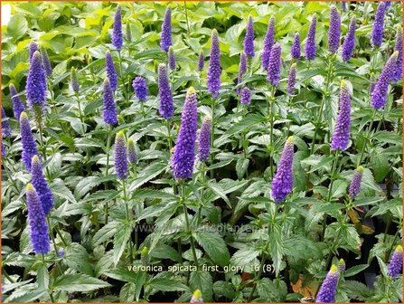 Veronica spicata &#039;First Glory&#039; | Aarereprijs, Ereprijs | &Auml;hren-Ehrenpreis