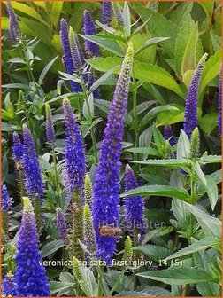 Veronica spicata &#039;First Glory&#039; | Aarereprijs, Ereprijs | &Auml;hren-Ehrenpreis