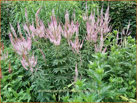 Veronicastrum virginicum &#039;Adoration&#039; | Virginische ereprijs, Zwarte ereprijs | Kandelaberehrenpreis