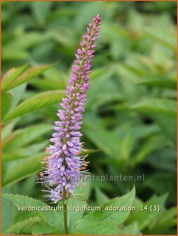 Veronicastrum virginicum &#039;Adoration&#039; | Virginische ereprijs, Zwarte ereprijs | Kandelaberehrenpreis