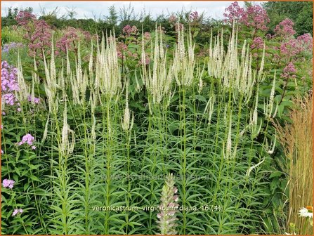 Veronicastrum virginicum &#039;Diana&#039; | Virginische ereprijs, Zwarte ereprijs | Kandelaberehrenpreis