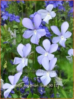 Viola cornuta &#039;Boughton Blue&#039; | Hoornviooltje, Viooltje | Hornveilchen