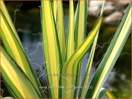 Yucca filamentosa &#039;Color Guard&#039; | Palmlelie | F&auml;dige Palmlilie