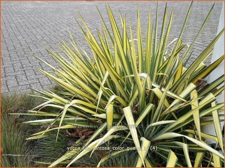 Yucca filamentosa &#039;Color Guard&#039; | Palmlelie | F&auml;dige Palmlilie