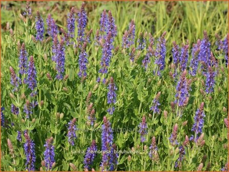 Salvia nemorosa &#039;Blauhuegel&#039; | Bossalie, Salie, Salvia