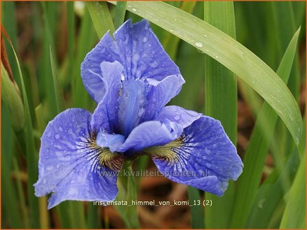 Iris sibirica &#039;Himmel von Komi&#039; | Siberische iris, Lis, Iris | Sibirische Schwertlilie