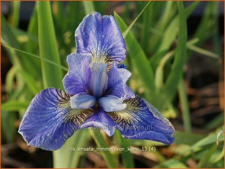 Iris sibirica &#039;Himmel von Komi&#039; | Siberische iris, Lis, Iris | Sibirische Schwertlilie