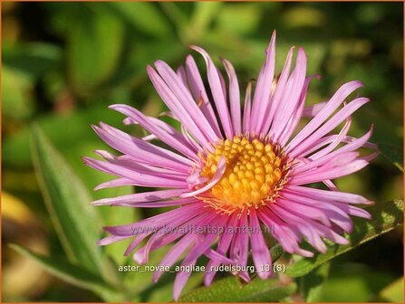 Aster novae-angliae &amp;#x0027;Rudelsburg&amp;#x0027; | Herfstaster, Aster | Neuengland-Aster