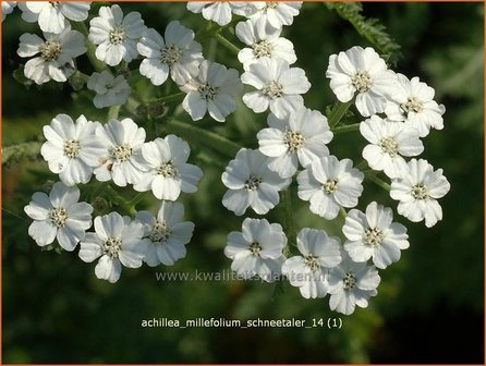 Achillea millefolium &#039;Schneetaler&#039; | Duizendblad | Gew&ouml;hnliche Schafgarbe