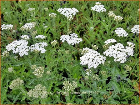 Achillea millefolium &#039;Schneetaler&#039; | Duizendblad | Gew&ouml;hnliche Schafgarbe