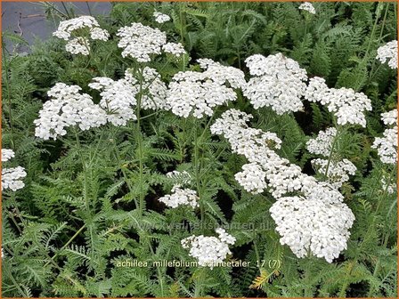 Achillea millefolium &#039;Schneetaler&#039; | Duizendblad | Gew&ouml;hnliche Schafgarbe