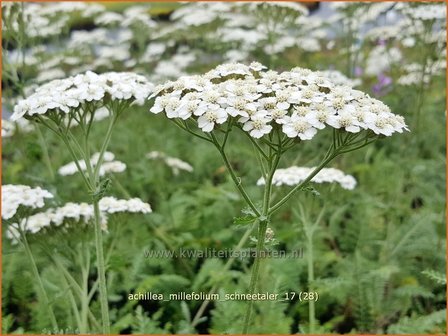 Achillea millefolium &#039;Schneetaler&#039; | Duizendblad | Gew&ouml;hnliche Schafgarbe