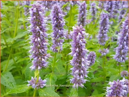 Agastache foeniculum | Dropplant, Anijsnetel | Anis-Duftnessel