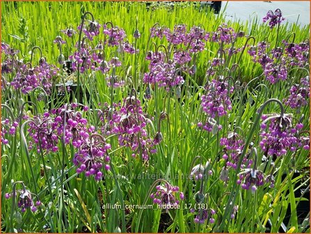 Allium cernuum &#039;Hidcote&#039; | Amerikaanse look, Sierui, Look | Nickender Lauch