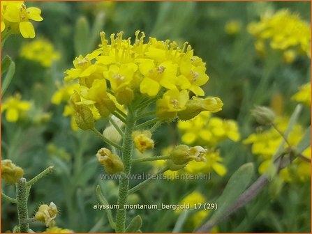 Alyssum montanum &#039;Berggold&#039; | Schildzaad | Berg-Steinkraut