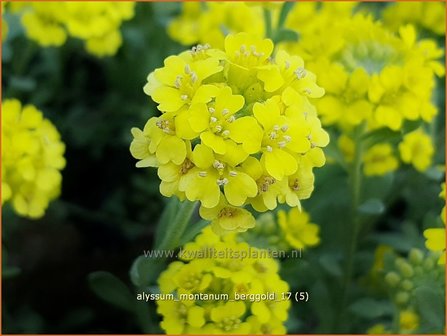 Alyssum montanum &#039;Berggold&#039; | Schildzaad | Berg-Steinkraut