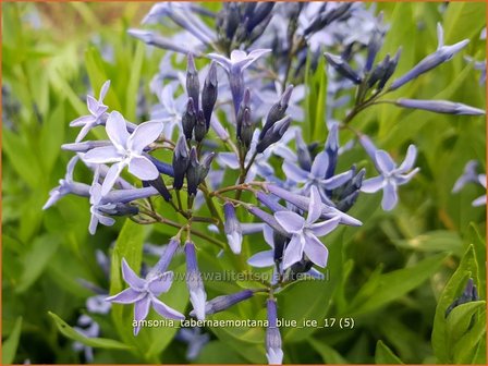 Amsonia tabernaemontana &#039;Blue Ice&#039; | Blauwe ster, Stermaagdenpalm | Gew&ouml;hnlicher R&ouml;hrenstern