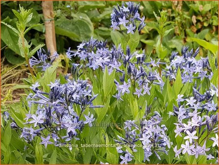 Amsonia tabernaemontana &#039;Blue Ice&#039; | Blauwe ster, Stermaagdenpalm | Gew&ouml;hnlicher R&ouml;hrenstern