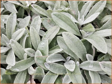 Anaphalis triplinervis &#039;Silver Wave&#039; | Siberische edelweiss, Witte knoop | Himalaya-Perlk&ouml;rbchen