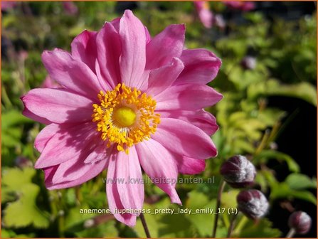 Anemone hupehensis &#039;Pretty Lady Emily&#039; | Herfstanemoon, Japanse anemoon, Anemoon | Herbstanemone