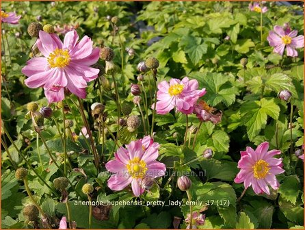 Anemone hupehensis &#039;Pretty Lady Emily&#039; | Herfstanemoon, Japanse anemoon, Anemoon | Herbstanemone