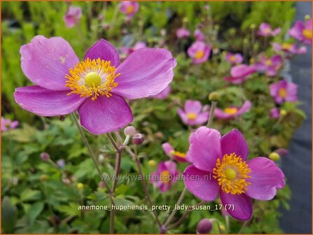 Anemone hupehensis &#039;Pretty Lady Susan&#039; | Herfstanemoon, Japanse anemoon, Anemoon | Herbstanemone