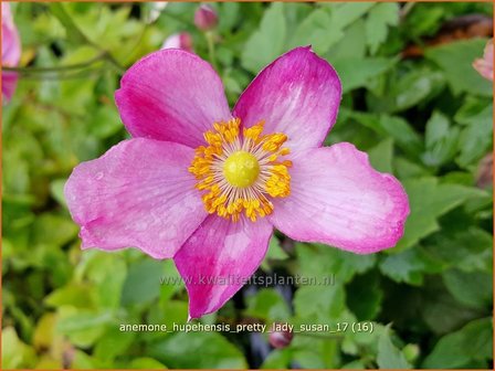 Anemone hupehensis &#039;Pretty Lady Susan&#039; | Herfstanemoon, Japanse anemoon, Anemoon | Herbstanemone