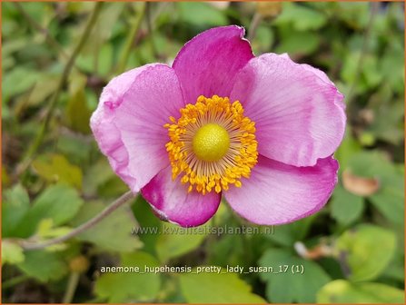 Anemone hupehensis &#039;Pretty Lady Susan&#039; | Herfstanemoon, Japanse anemoon, Anemoon | Herbstanemone