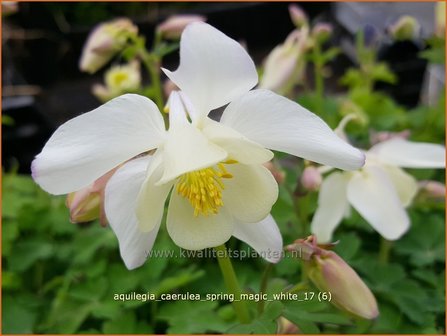 Aquilegia caerulea &#039;Spring Magic White&#039; | Akelei | Langspornige Akelei