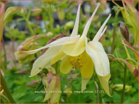 Aquilegia caerulea &#039;Spring Magic Yellow&#039; | Akelei | Langspornige Akelei