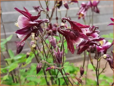 Aquilegia vulgaris &#039;Winky Double Red White&#039; | Akelei | Gew&ouml;hnliche Akelei