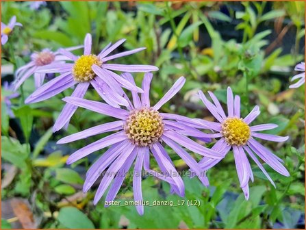 Aster amellus &#039;Danzig&#039; | Bergaster, Aster | Bergaster