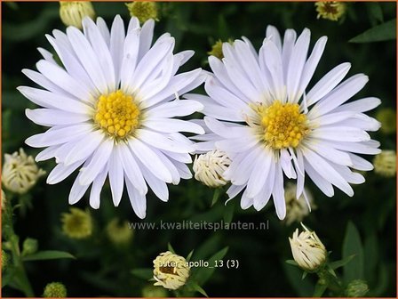 Aster &#039;Apollo&#039; | Aster | Aster