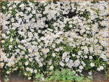 Aster &#039;Apollo&#039; | Aster | Aster