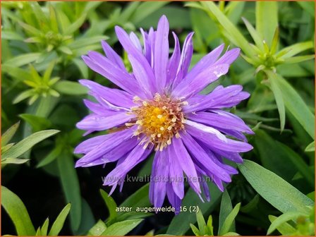 Aster &#039;Augenweide&#039; | Aster | Aster