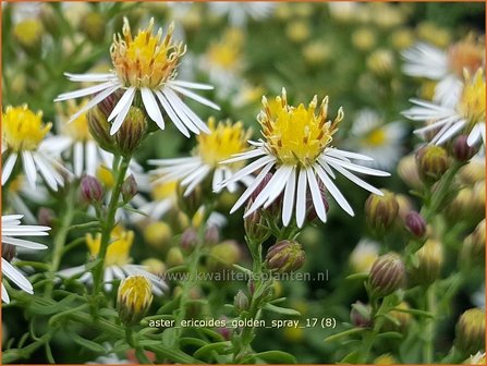 Aster ericoides &#039;Golden Spray&#039; | Heideaster, Aster | Heide-Aster