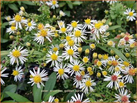 Aster ericoides &#039;Golden Spray&#039; | Heideaster, Aster | Heide-Aster